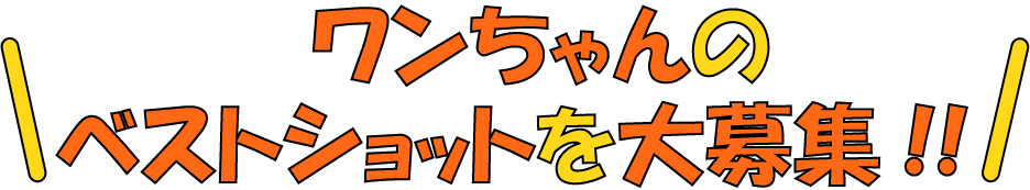 わんちゃんのベストショットを大募集!!